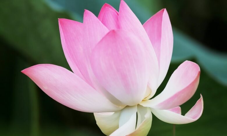 cursoscmtepa overview explanation