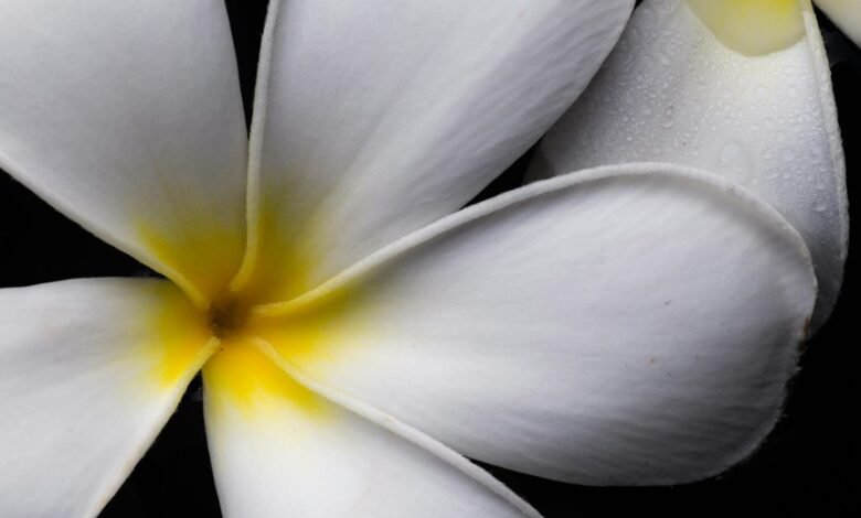 flower drawing understanding facil