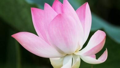 htfenum overview explained clearly
