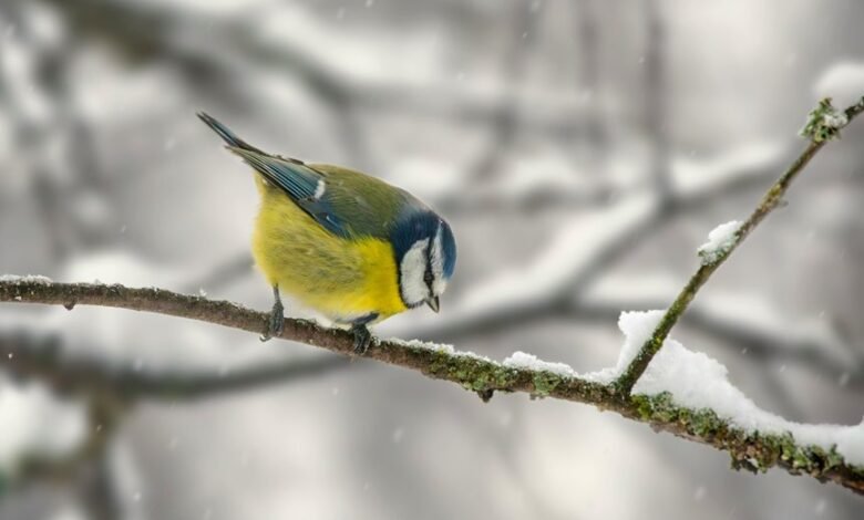 wendy s survey completion guide